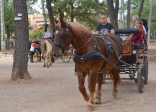  Carro de caballos viaje en el 83